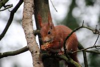 squirrel-4961477_640